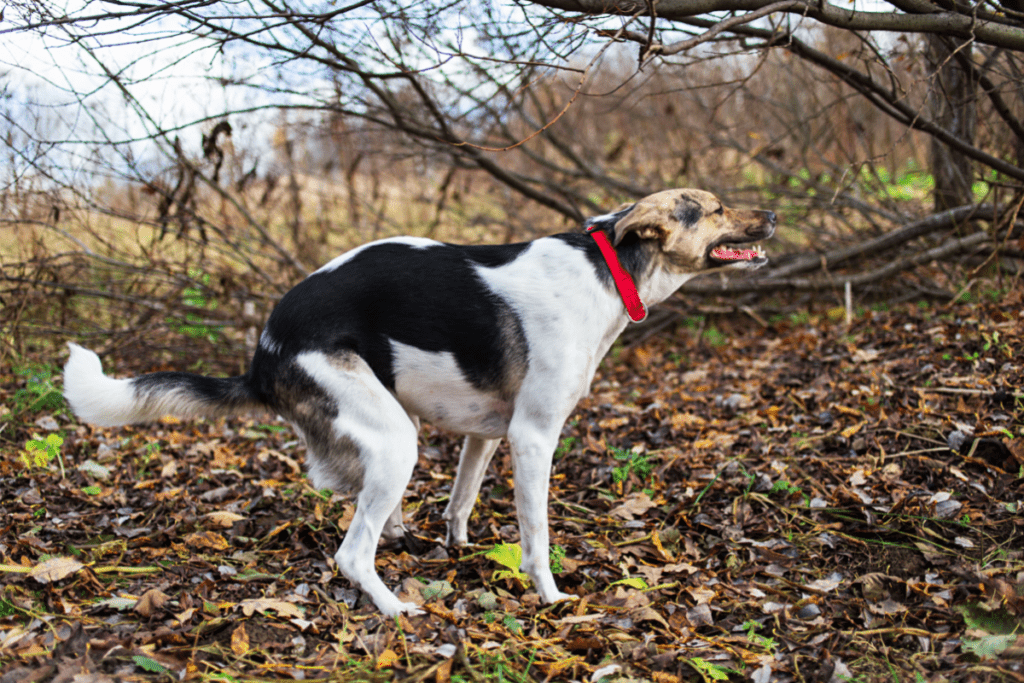 dog pooping