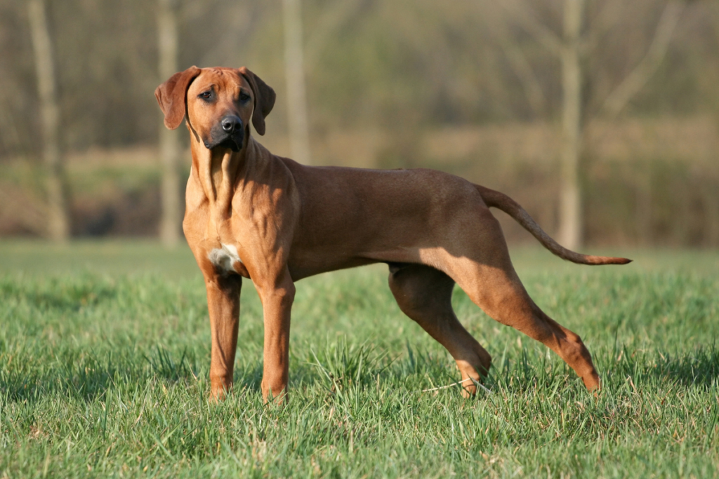 Rhodesian Ridgeback