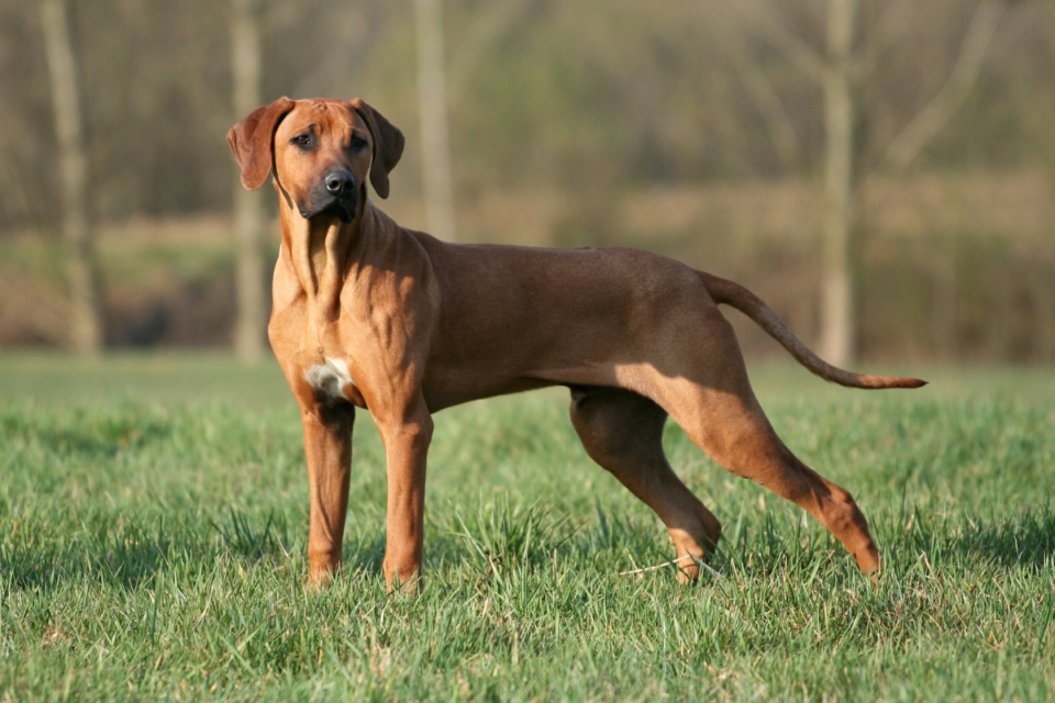 The 12 Best Dog Breeds For Hot And Cold Weather (6 & 6) The German