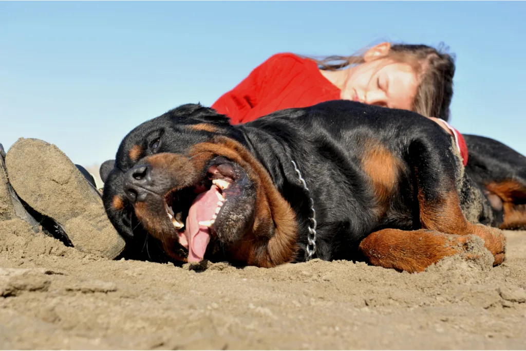 Rottweiler in sand with little girl