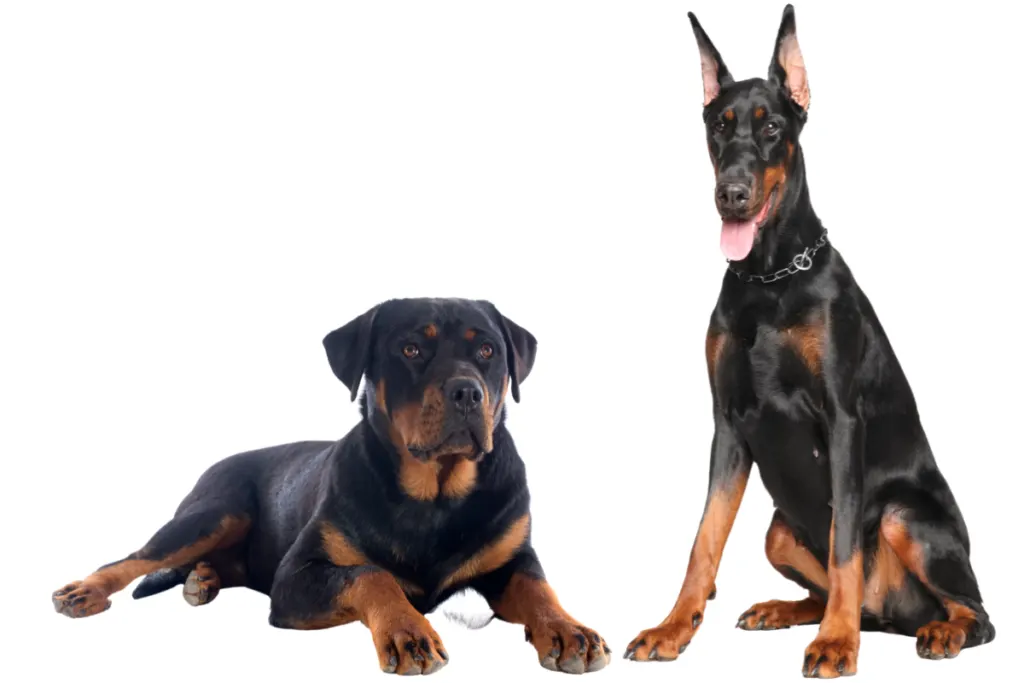 Rottweiler and Doberman together