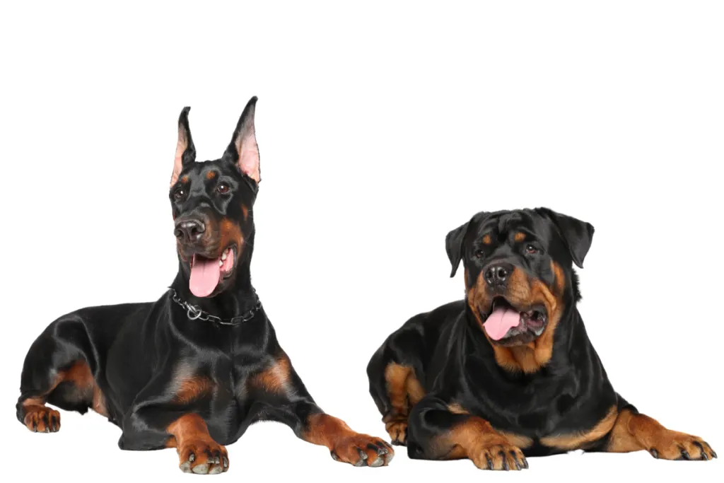 Rottweiler and Doberman sitting together