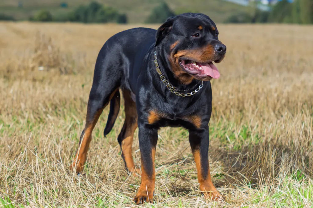 Rottweiler standing in grass