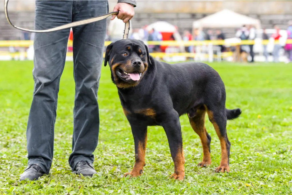 Rottweiler on lead