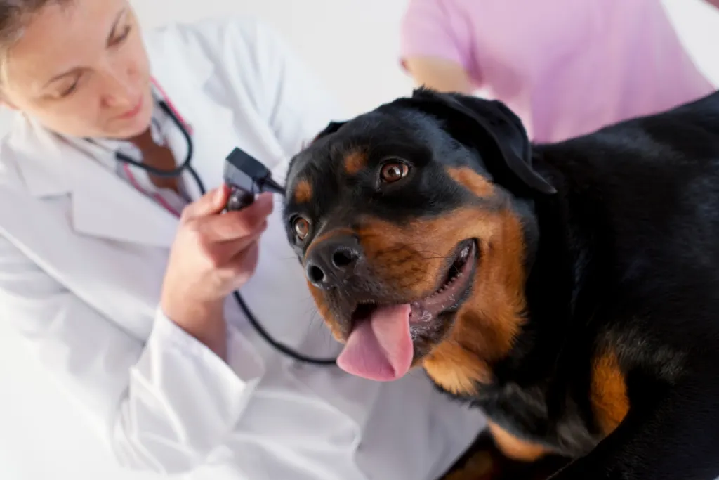 Rottweiler at veterinarian's office