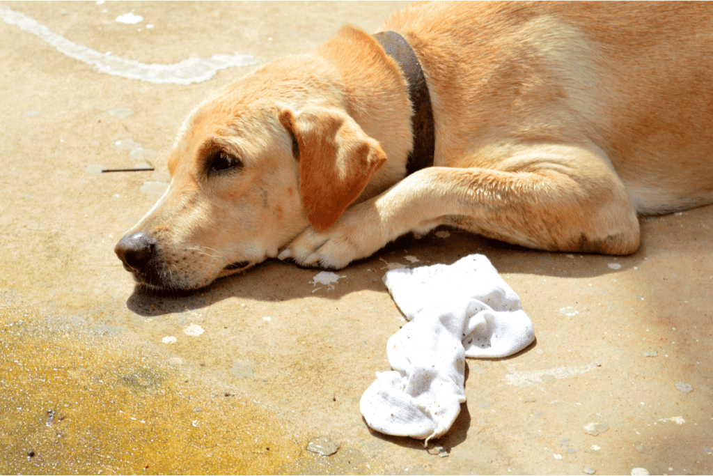 labrador with sock