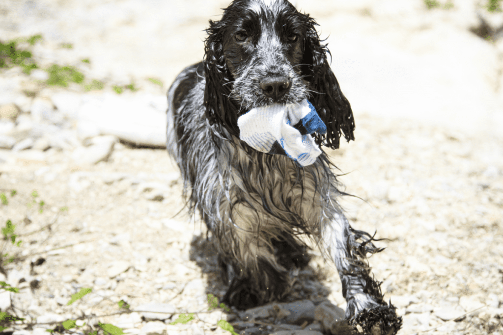 cocker spaniel with sock