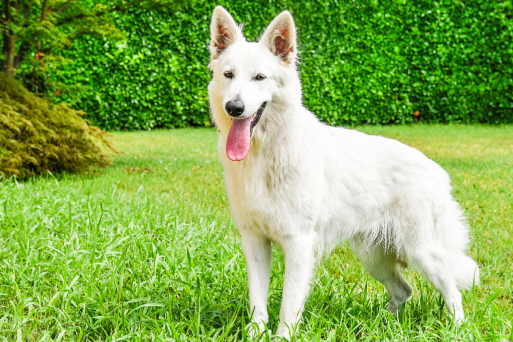 White Swiss Shepherd