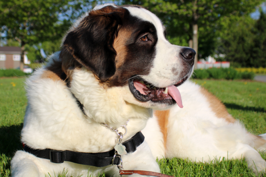 Saint Bernard