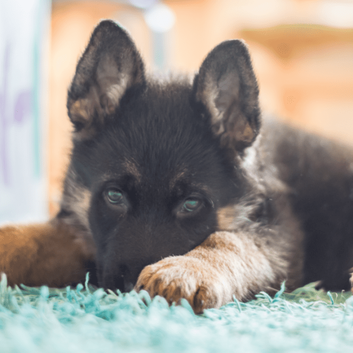 My Dog Ate A Sock What Do I Do? The German Shepherder