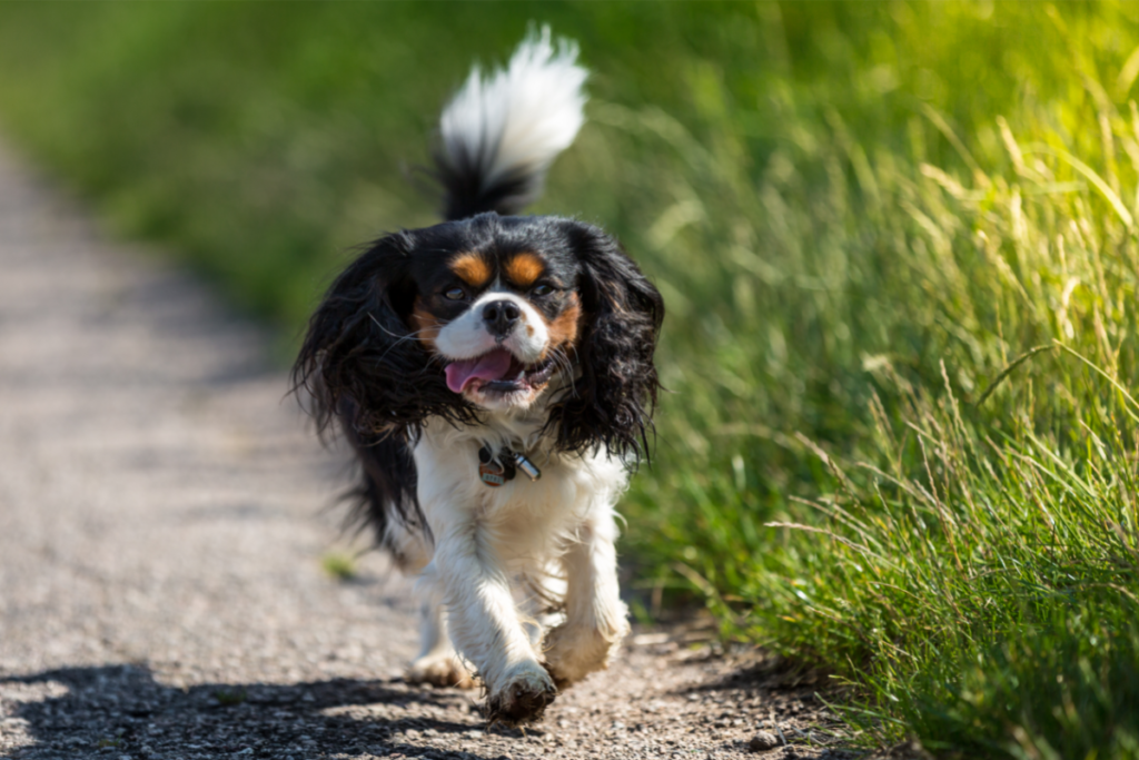 King Charles Cavalier Spaniel