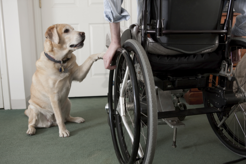 dog attending to person in wheelchair