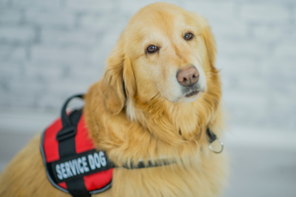 Golden Retriever service dog