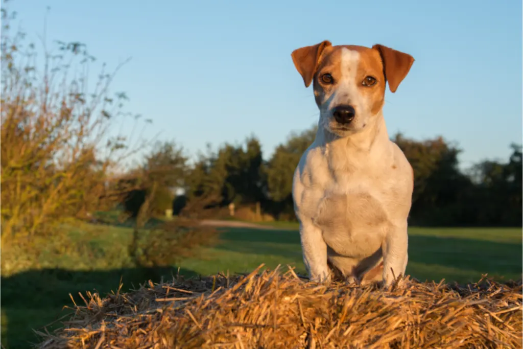 Jack Russell Terrier