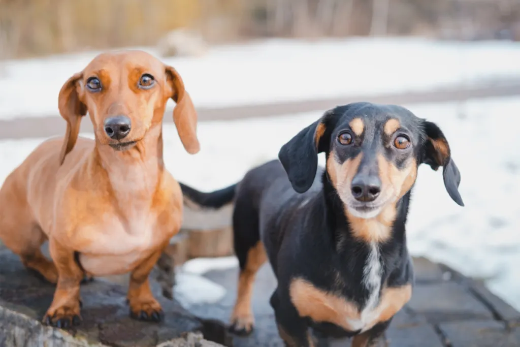 two Daschunds