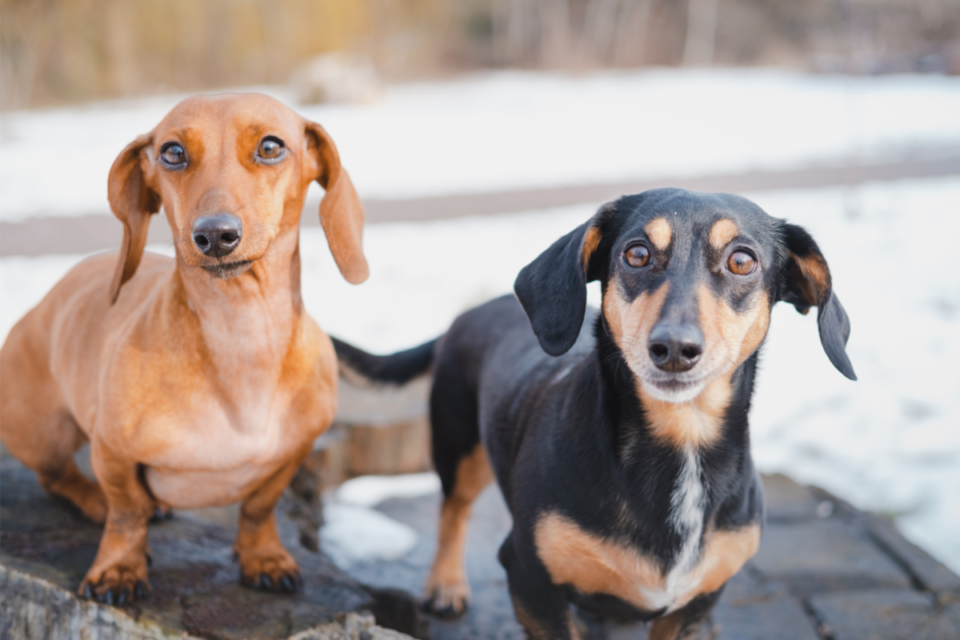 10 Dog Breeds With the Least & Worst Separation Anxiety The German