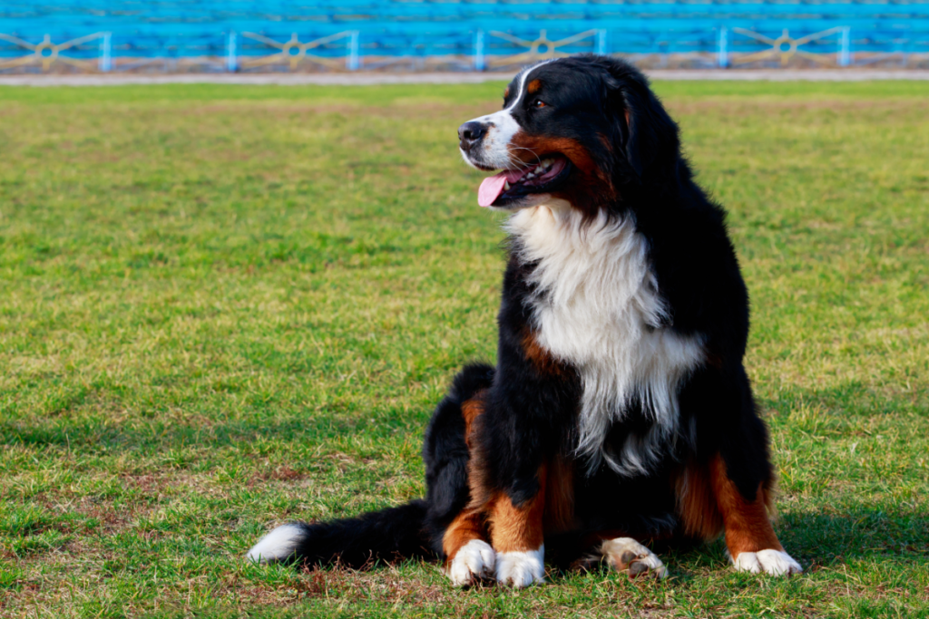 Bernese Mountain Dog