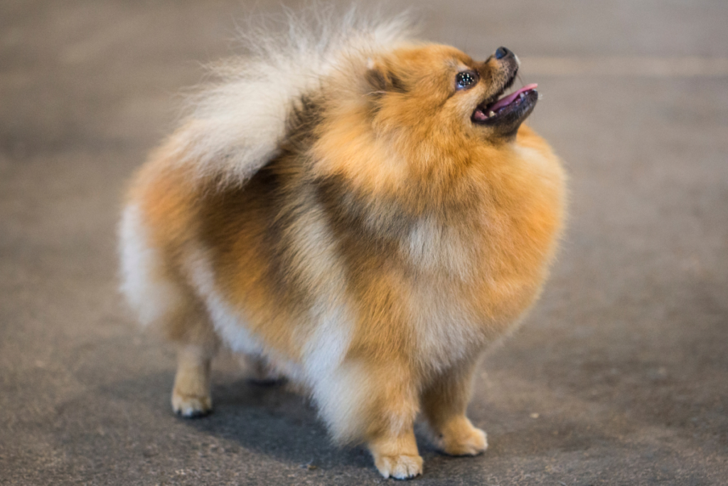 Pomeranian