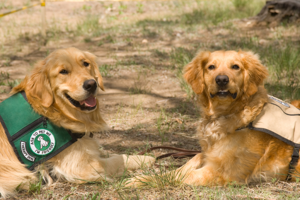 two therapy dogs