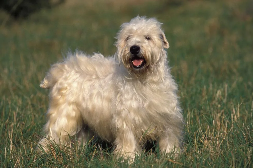 Irish Soft-Coated Wheaten Terrier