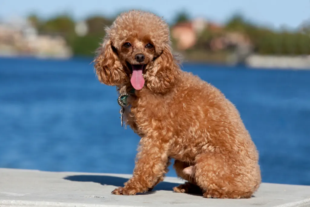 Toy Poodle