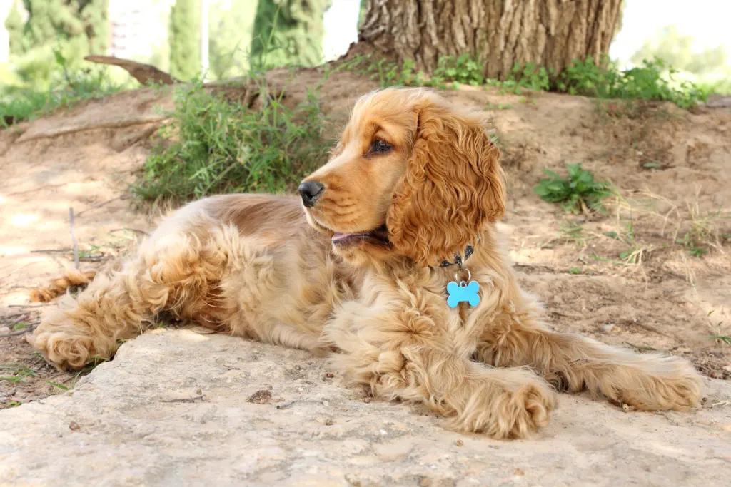 Cocker Spaniel