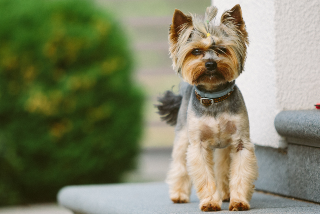 Yorkshire Terrier