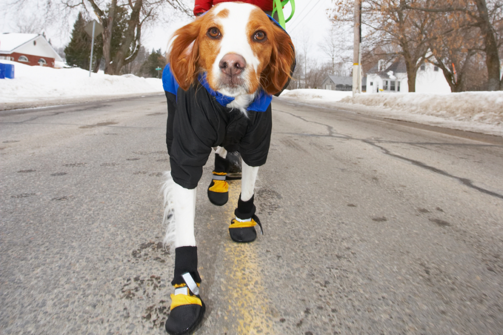 are dog boots really necessary during winter