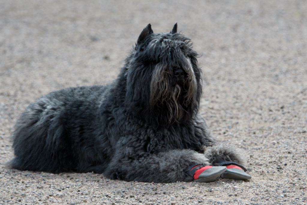 dog on gravel