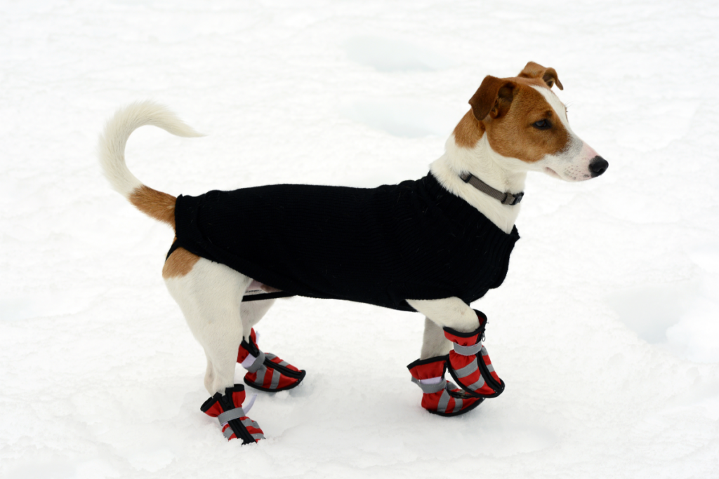 dog in booties in snow