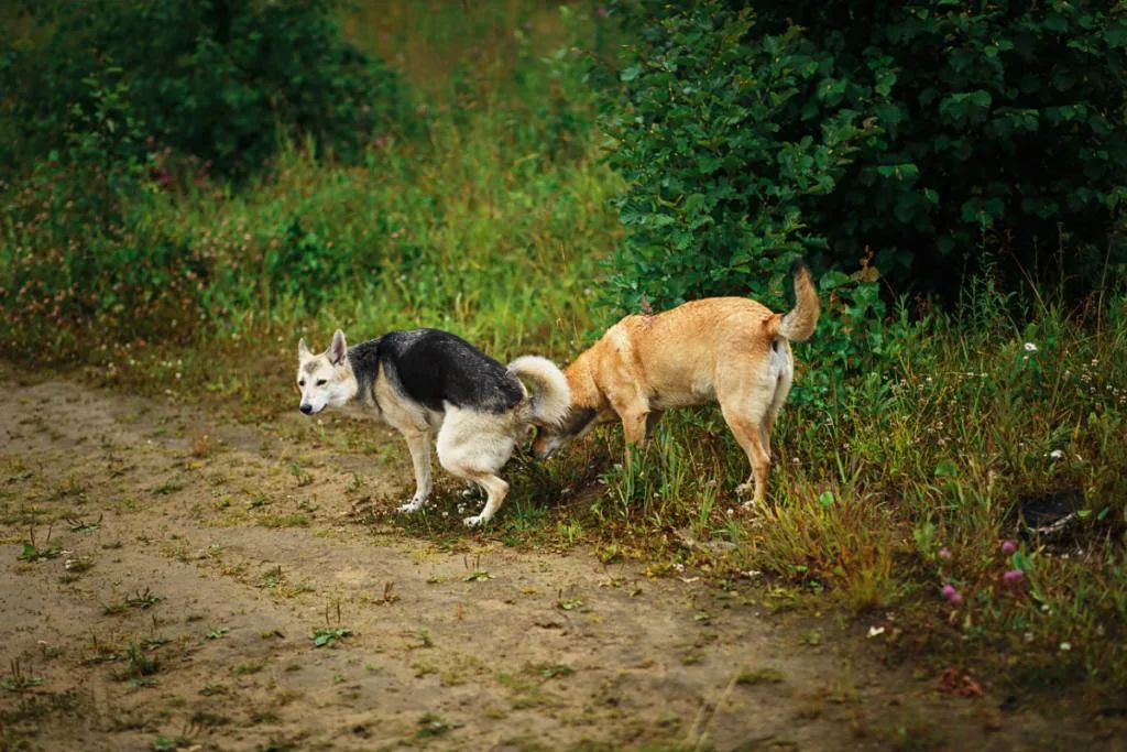 dog eating poop