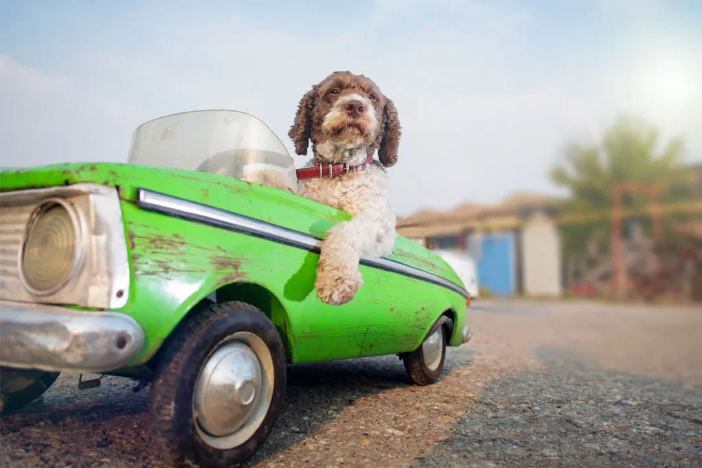 dog in car