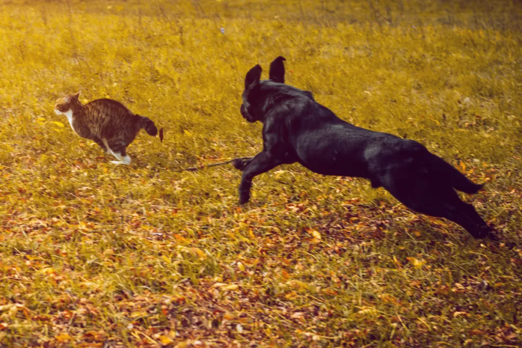 dog chasing cat