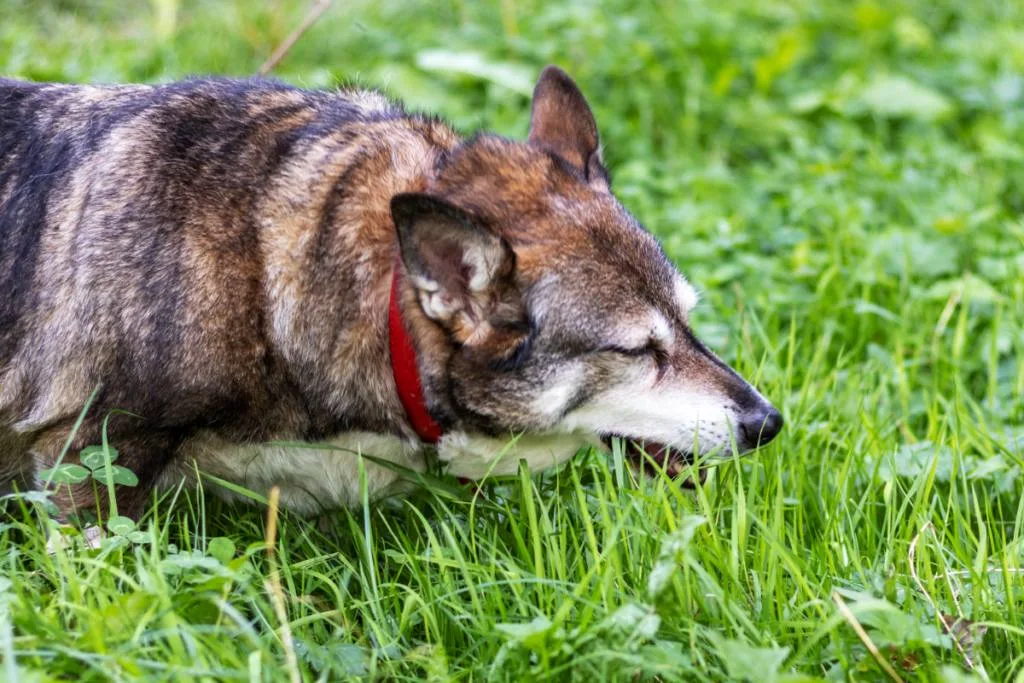 dog eating grass