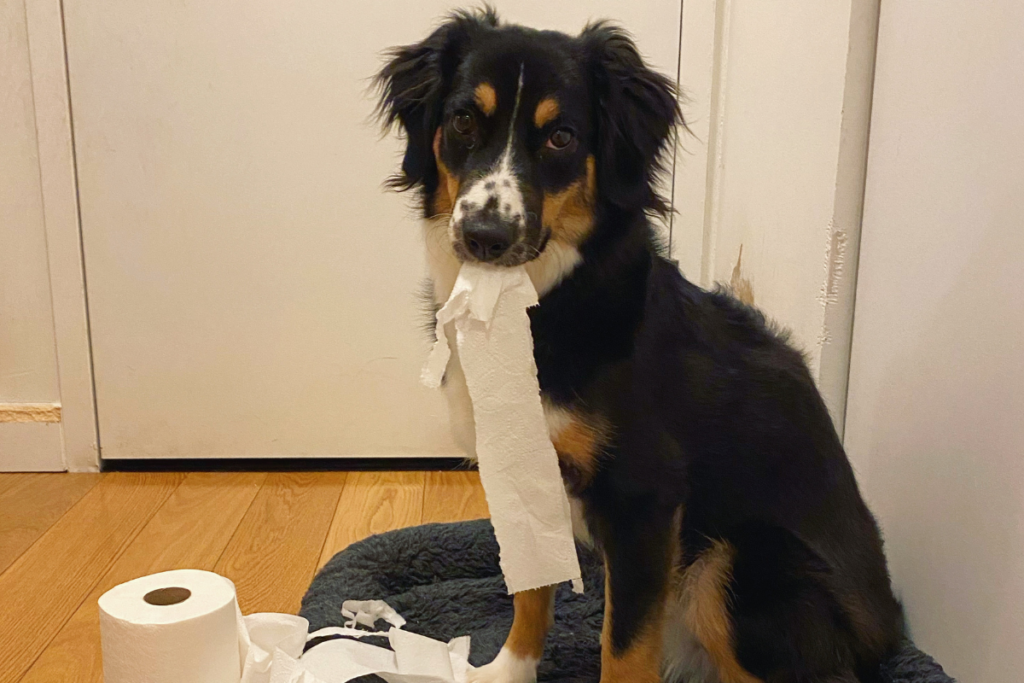 dog toilet paper mouth