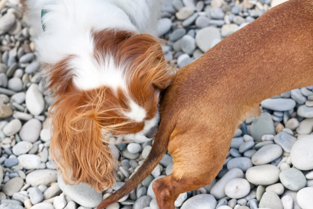 dog sniffing dog