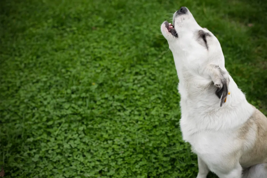 dog howling