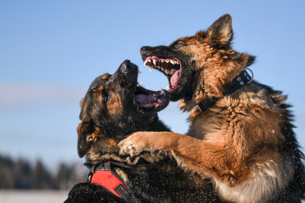 dogs fighting