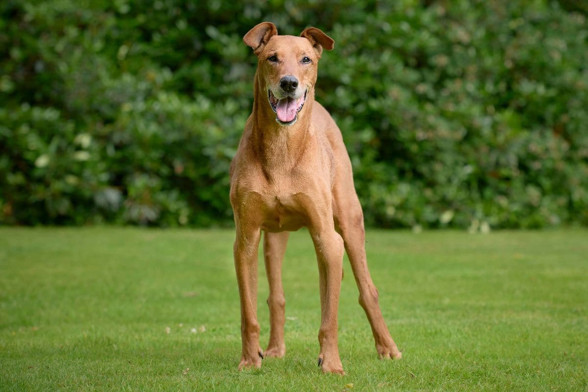 Is 3 Years Too Old To Neuter a Dog? The German Shepherder