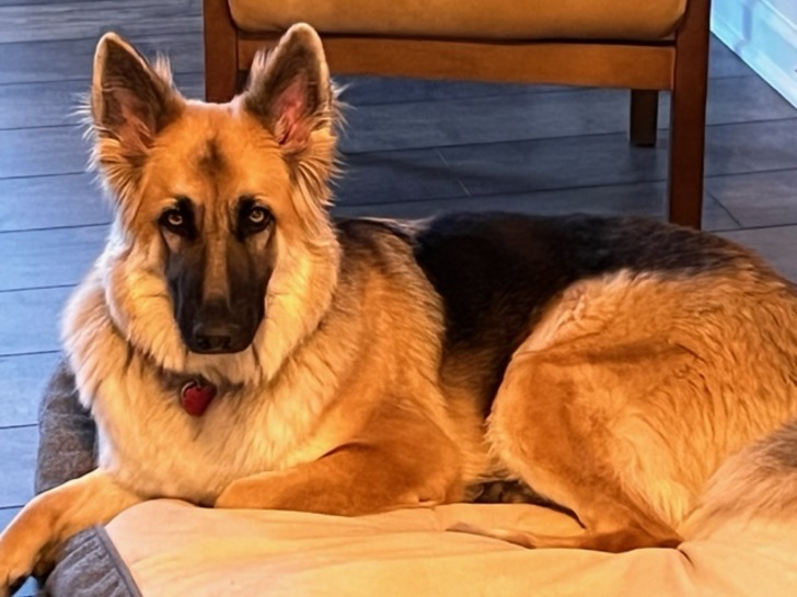 The Long-haired German Shepherd: All You Need To Know – The German  Shepherder