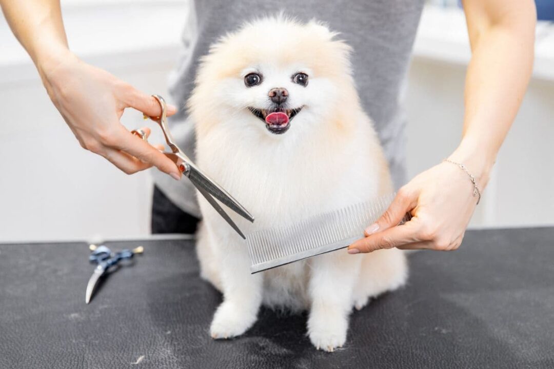 Can You Shave a Dog To Stop Their Shedding? The German Shepherder