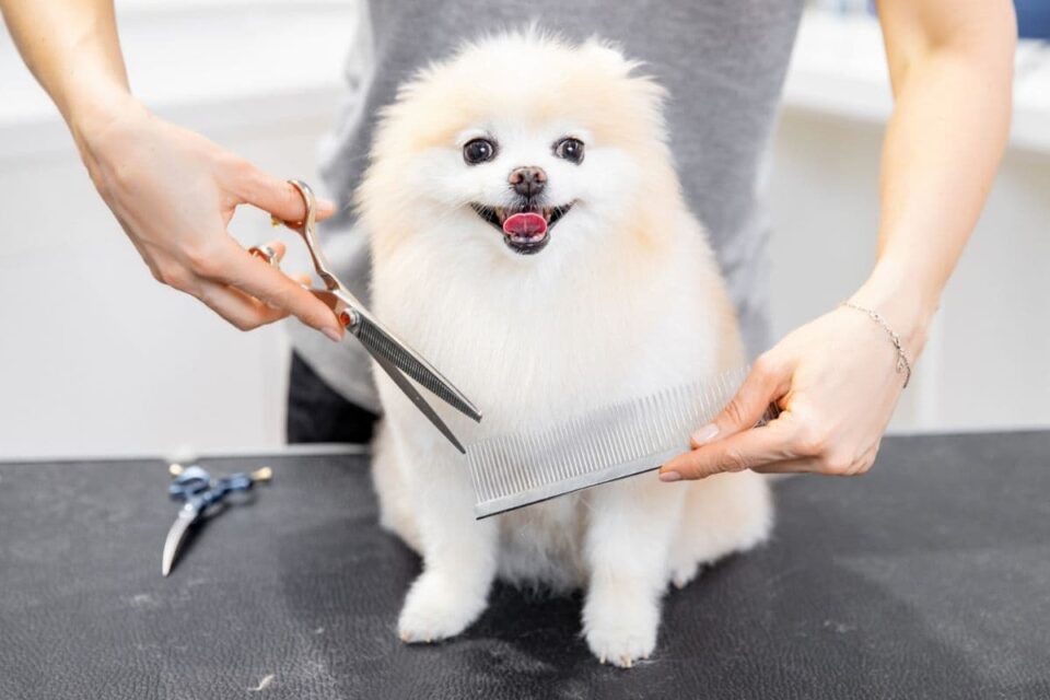 Can You Shave a Dog To Stop Their Shedding? The German Shepherder