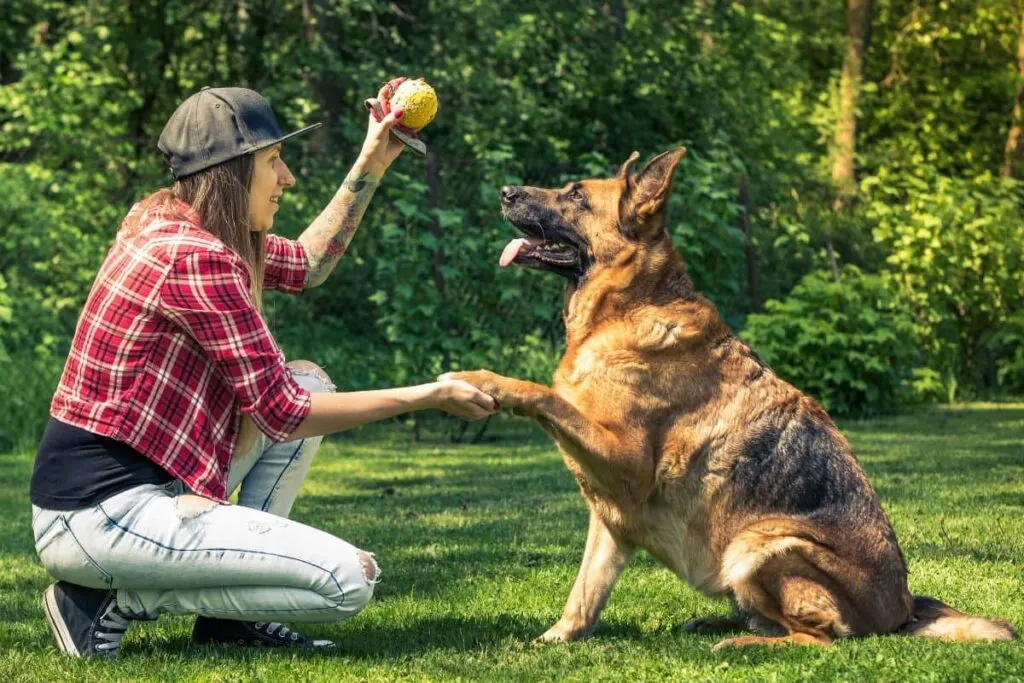 chew toys for elderly dogs