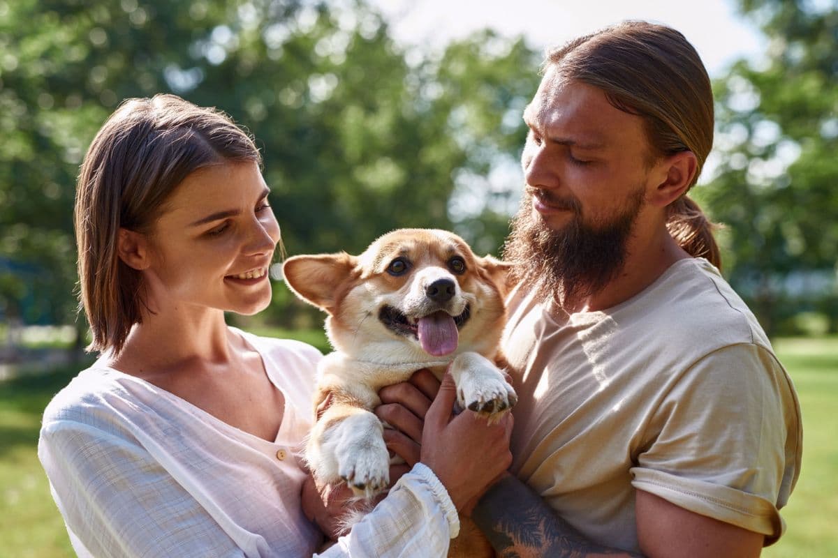 Can a Dog Bond With Two Different Owners? The German Shepherder