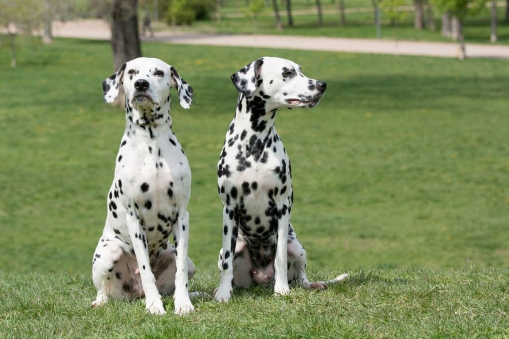 two young beautiful dalmatian dogs
