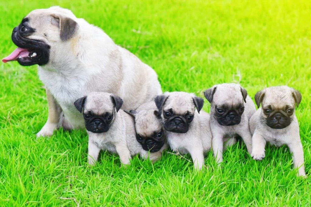 cute pug family in garden
