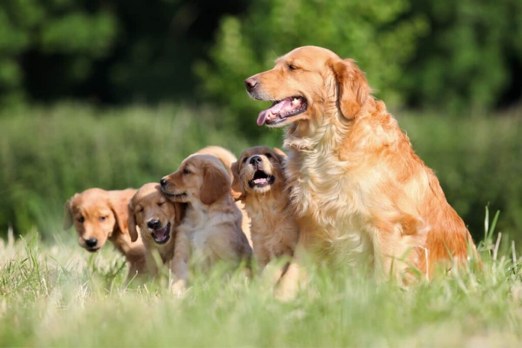 golden retrievers and puppies