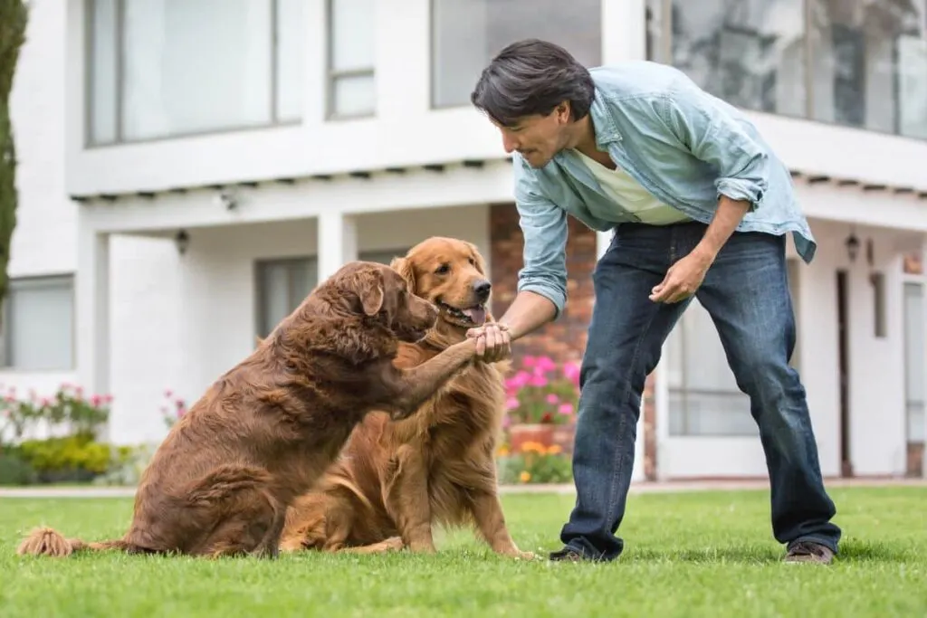 older dogs trained as service dogs