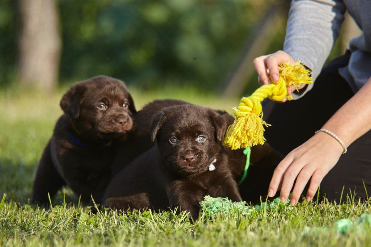 Should You Let Your Puppy Play With Big Dogs? The German Shepherder