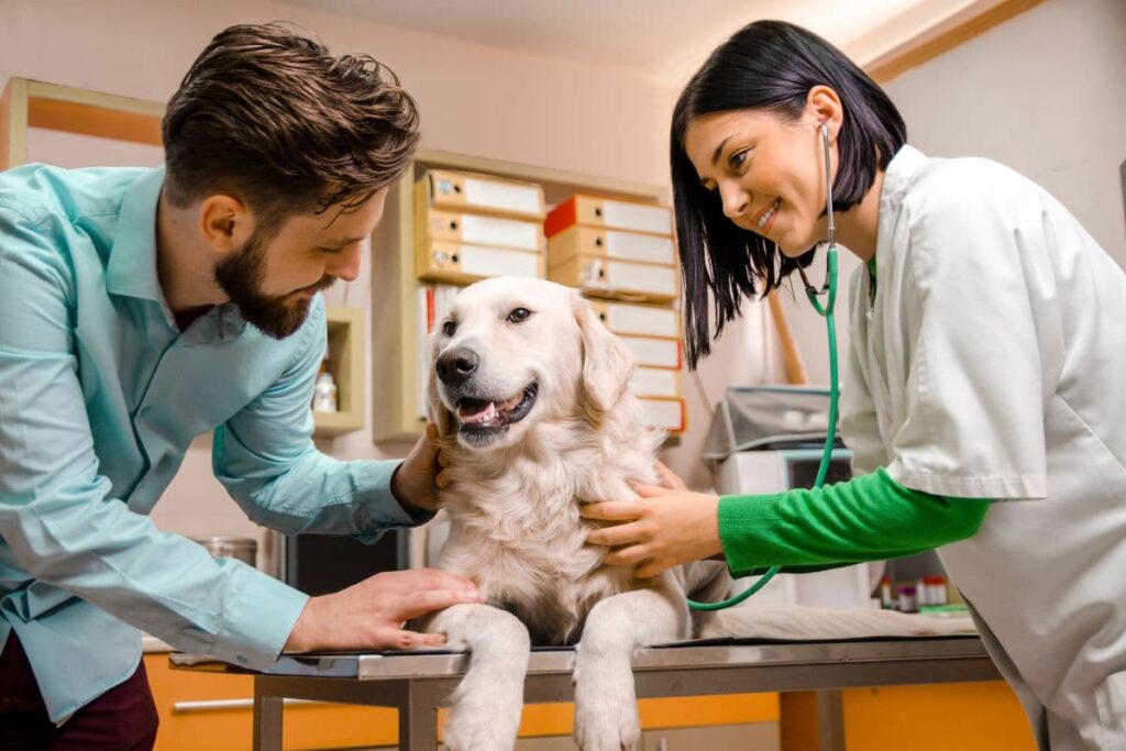 dog follow up appointments vet schedules